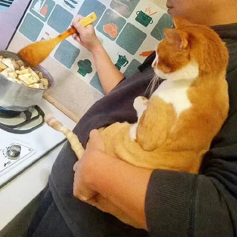主人每次炒菜猫咪就吵着要看于是主人就这样抱着它，煮给它看[捂脸哭]