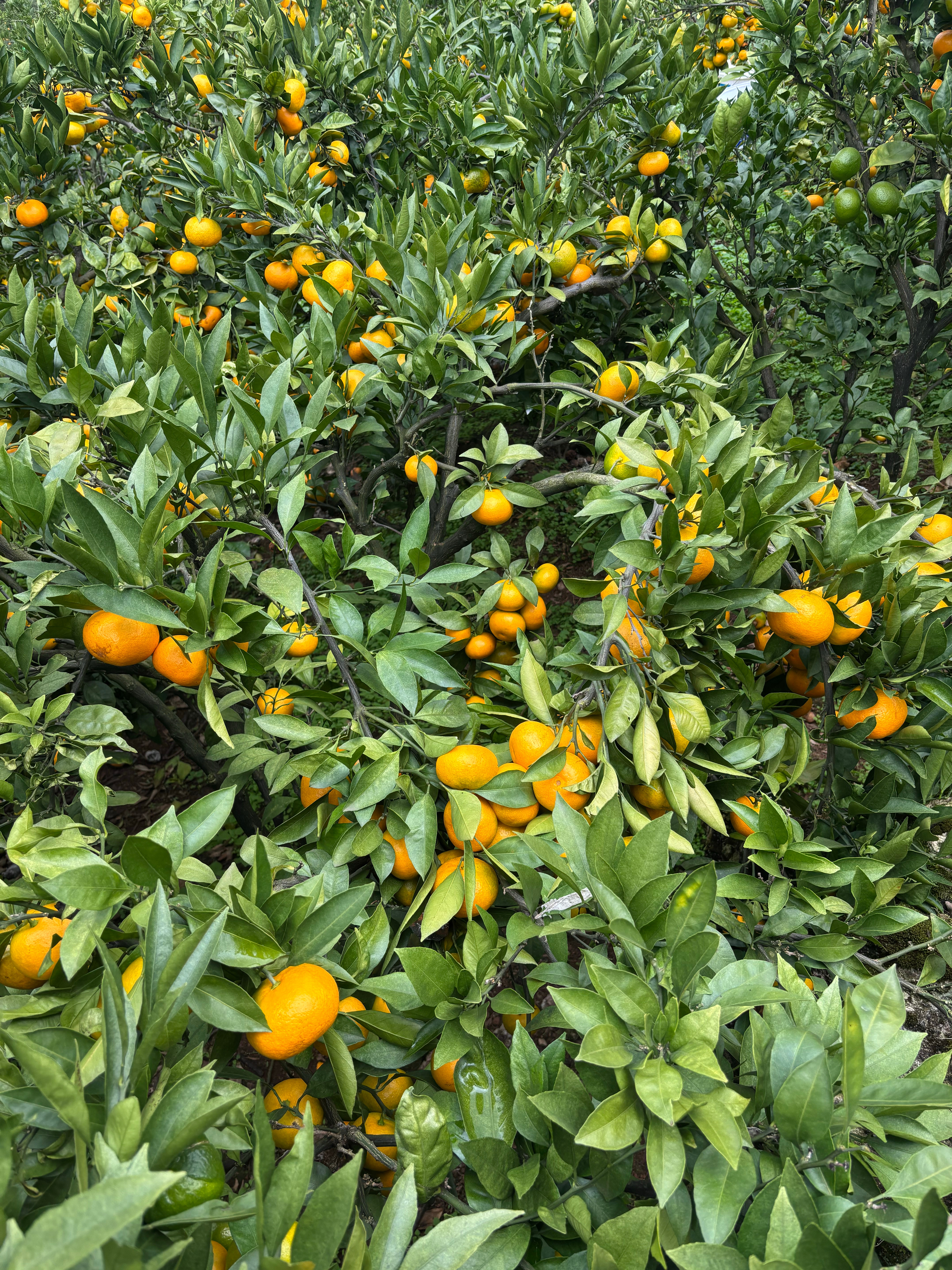 摘不完！🍊橘子根本摘不完！​​​
