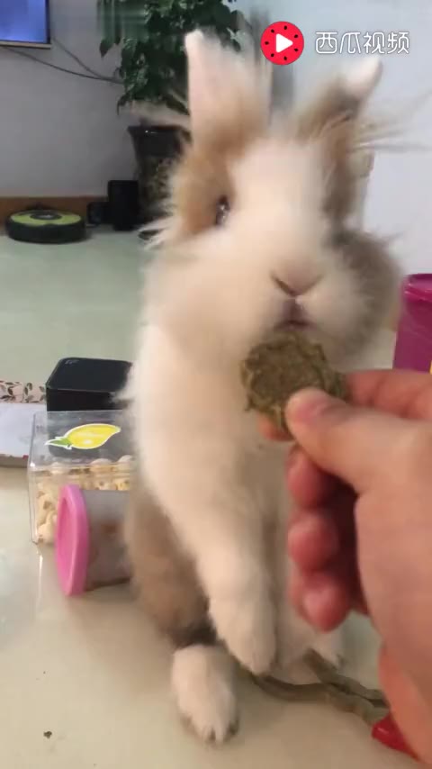兔子为什么不能吃饼干 3894453954977732487.jpg?id=0