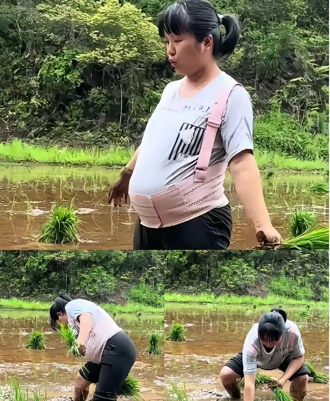 湖南怀化一村子，怀孕八个月的孕妇赤脚踩进泥水田插秧，丈夫在田埂递苗，婆婆弓着腰忙