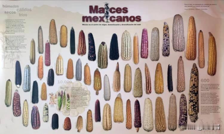 墨西哥政府几年前就颁布了逐步淘汰转基因（GM）玉米和除草剂草甘膦的法令，并推广本