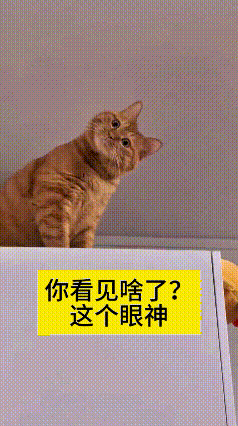 这个视频我看了好几遍，就主人躺在床上，小猫直勾勾盯着他。主人还纳闷地问它，到底看
