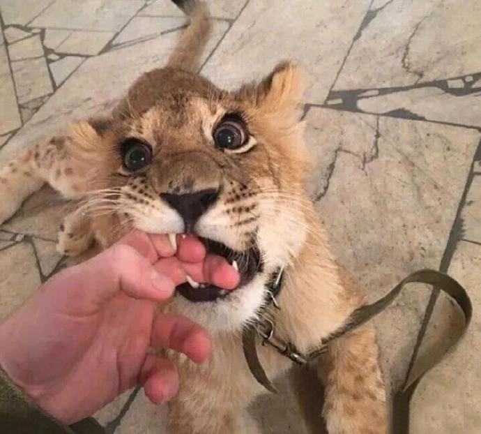 养的大猫不知轻重，总是无意间咬痛我，我今天没忍住打了它几下。就是想知道猫会记仇吗