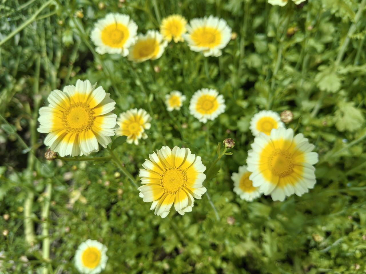 我婆婆的人品真不咋滴。我们村有个36岁的姑娘，她家和我家关系挺好的。这个姑娘属羊