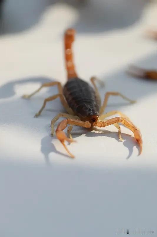 天蝎座到底能不能担当大任呢?天蝎座到底能不能担当大任呢？我觉得完全能！很多人