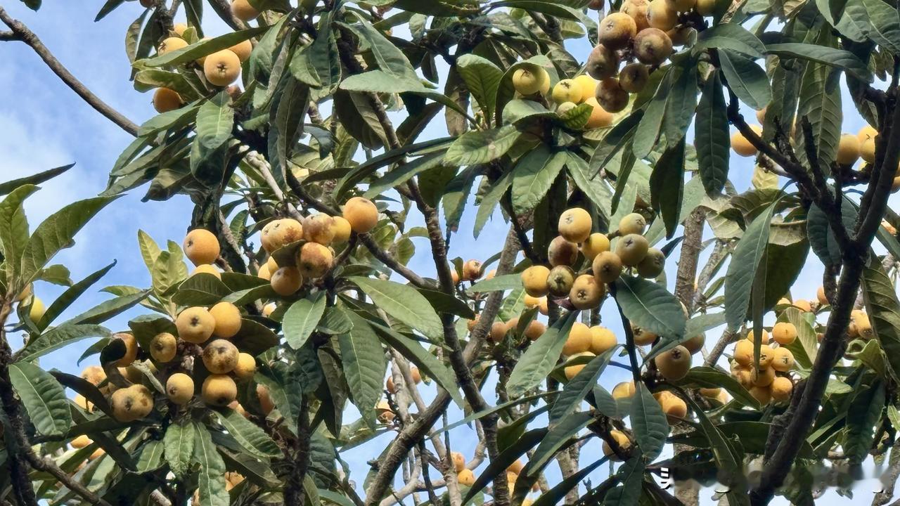 去公园看到满树的枇杷都熟了，有人拿着袋子在摘每天生活记录打卡自然熟枇杷果枇杷实