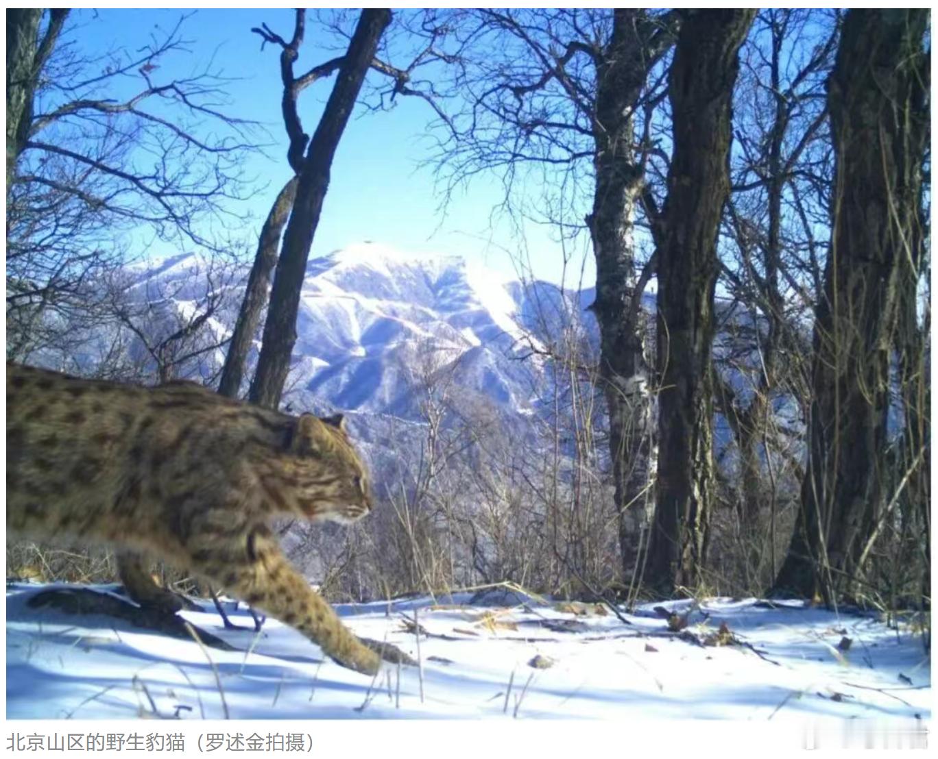 考古新发现家猫何时传入中国你想过我们养的家猫是何时来到中国的吗？最新的古DNA