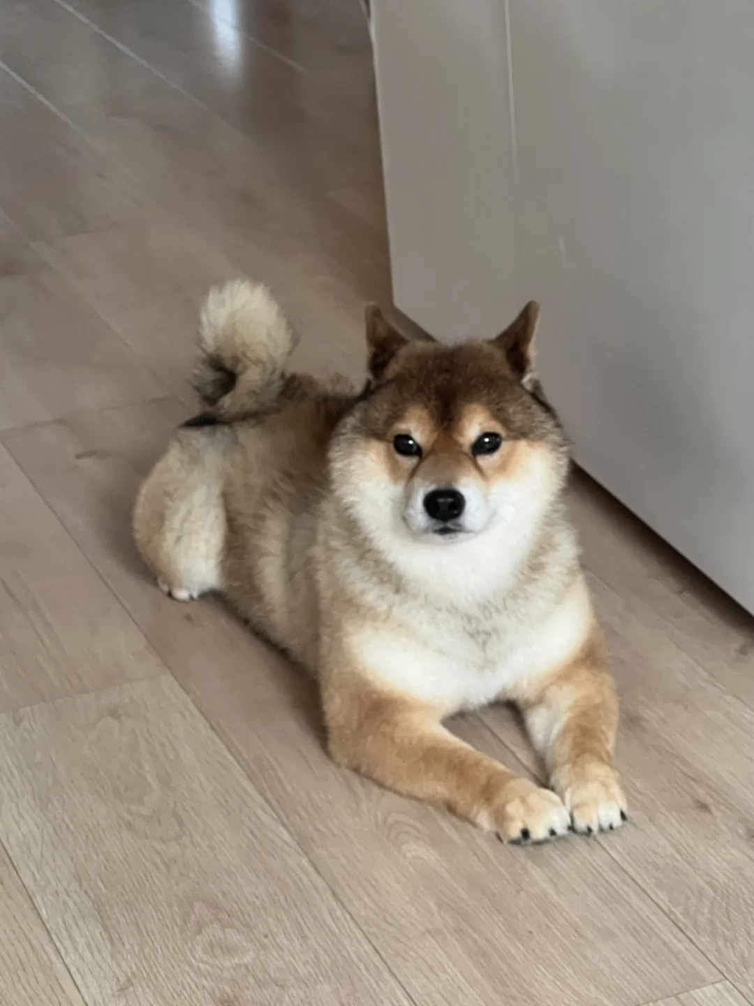 🐶心眼子平地起高楼