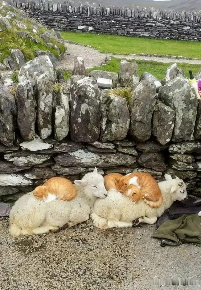 😾：妈妈的提议简直太棒啦，露营🏕不带被褥带上羊🐑就可以。