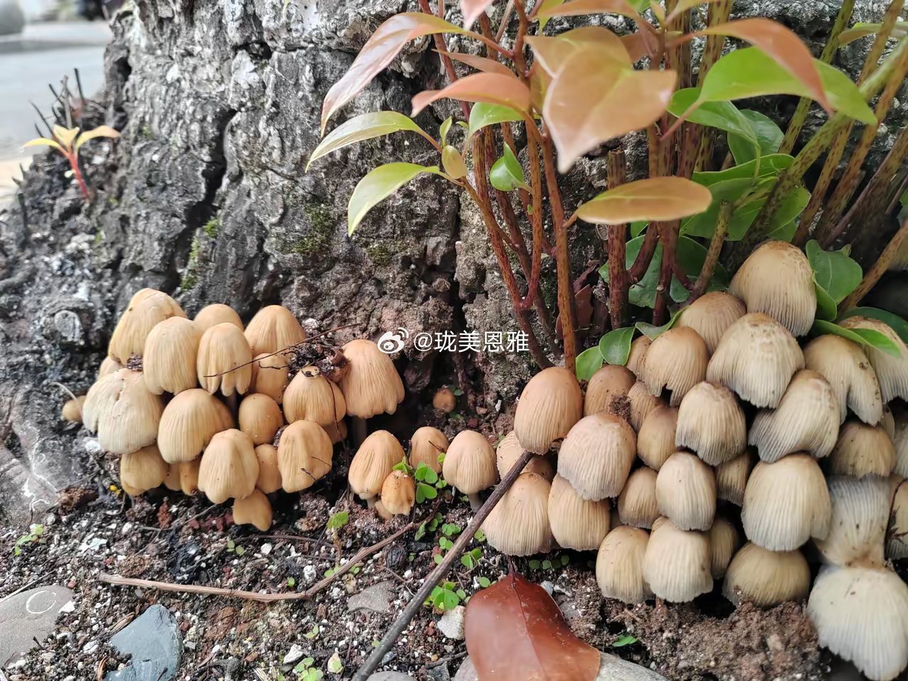 那位大神告诉我，长在大理洱海公园树根的这种菌子能吃吗？