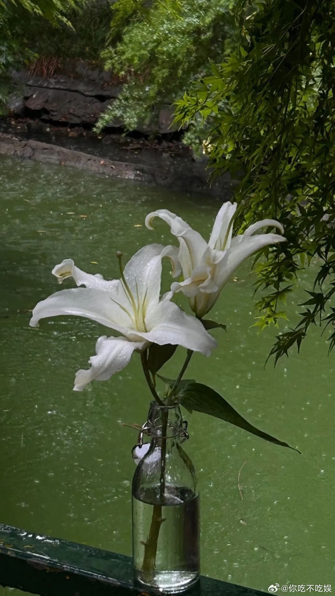 背景图𝐒𝐡𝐚𝐫𝐞｜聊天背景｜手机壁纸｜全面屏壁纸｜万能聊天背景图｜优