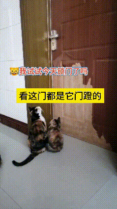 看到这个视频，瞅瞅这一群小猫咪，对着门轮番上阵，一个接一个地研究怎么开门！