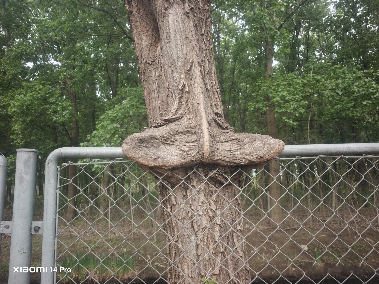 大树砍头，到底好不好对不对？看某地大树砍头引发争议，有说好有说不好，其实如果