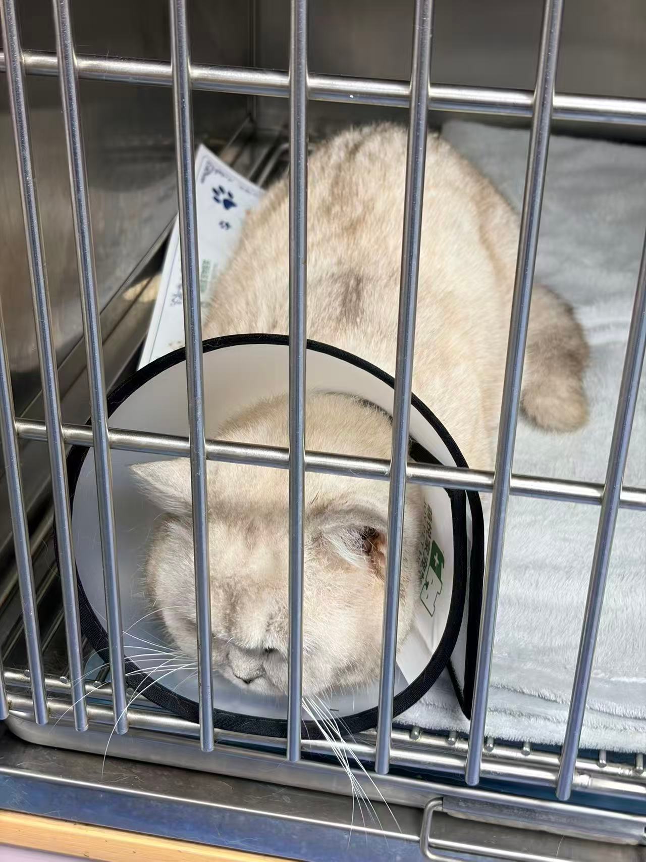 下午去接猫的二十号，碰到个老夫妻帮他儿子带猫绝育！估计一开始也是和我们一样团的一