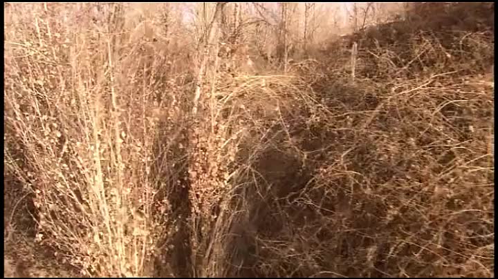 大漠枪神第31集 超清(720P)_土豆视频