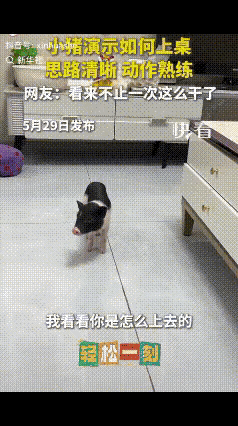 “成精了！”2026年5月底，河南一名男子在家养了一只黑白相间的小香猪，出门前特