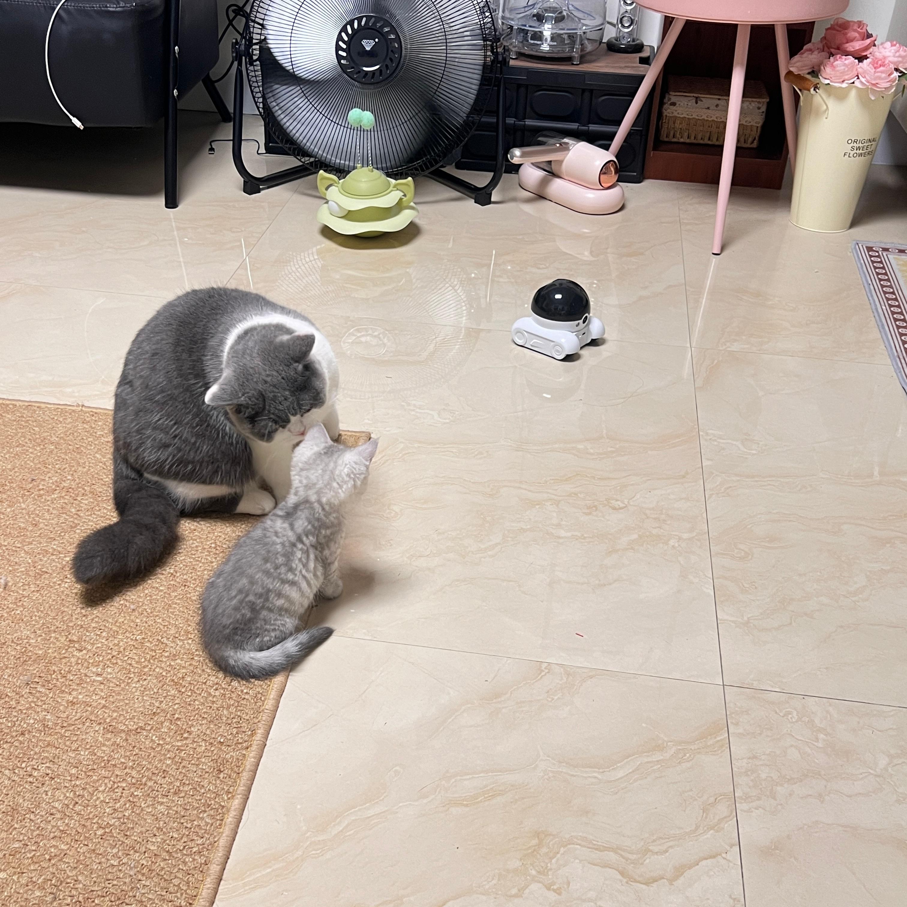 哈哈哈哈买了这个移动的方便看猫猫们[抱抱]​​​