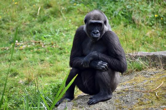 基因“快进键”：科学家揭示人类比黑猩猩更聪明的秘密人类和黑猩猩是非常接近的物种