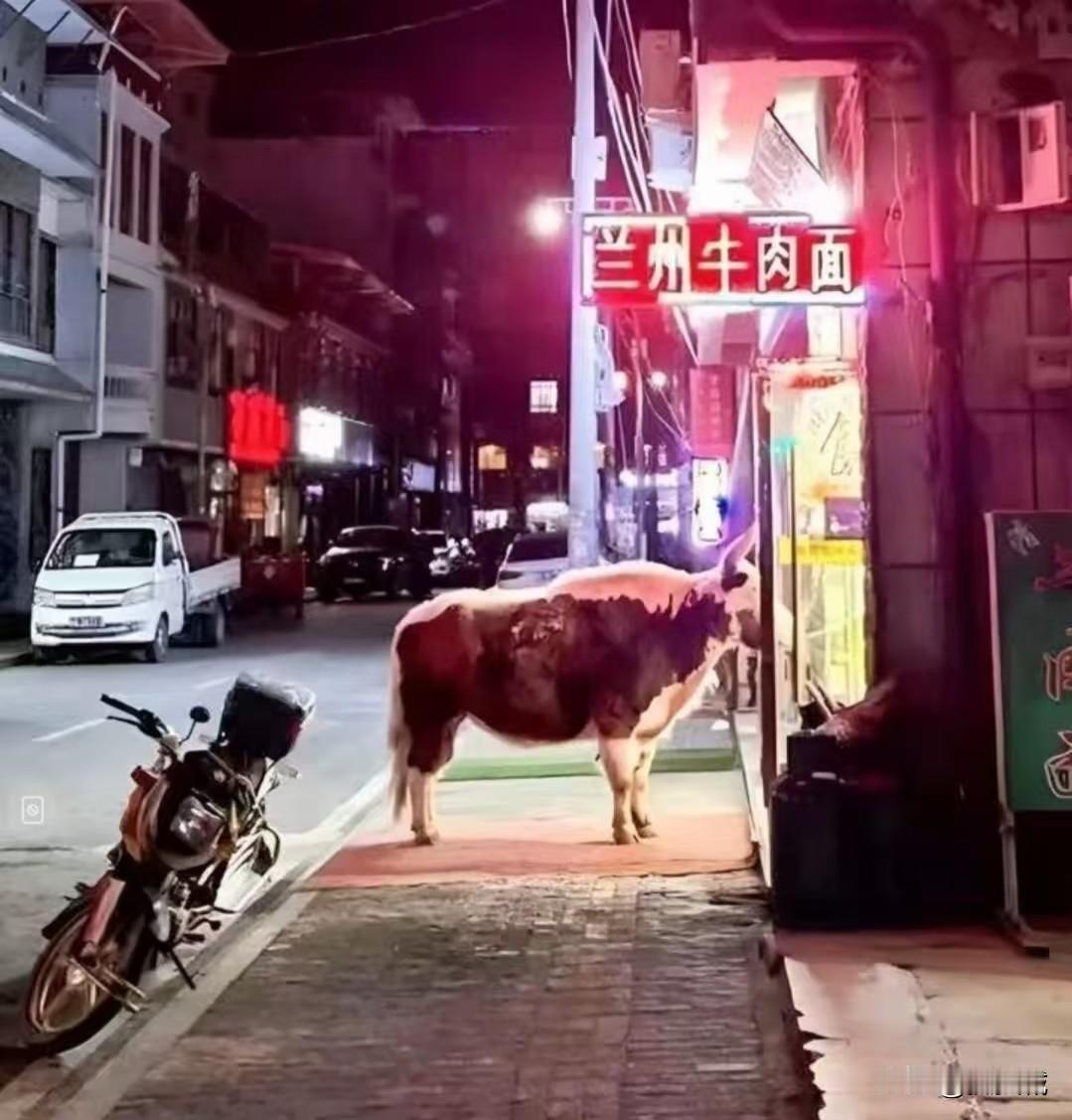 牛肉面谁说只能人吃牛不也在店门口等着吗牛这是想吃面了,还是想吃自己的肉了话