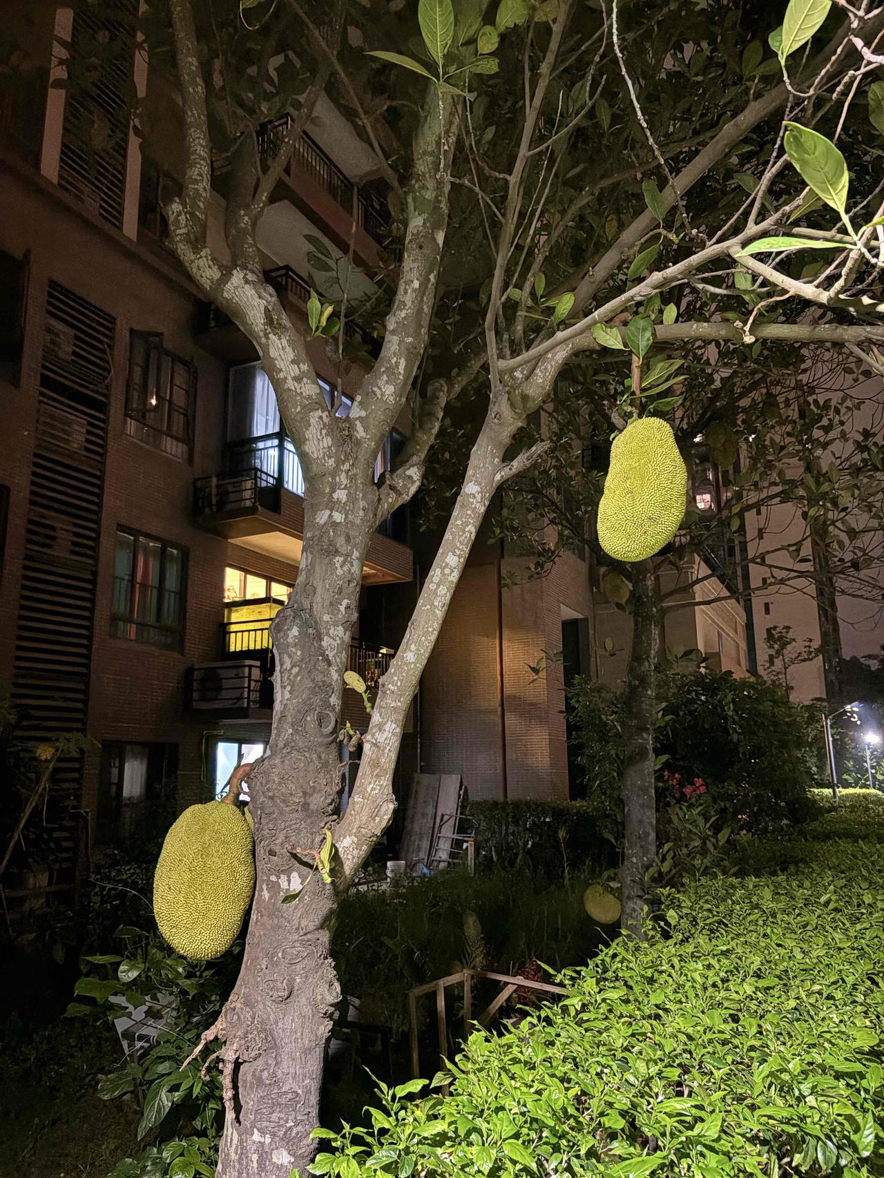 今天才知道，菠萝蜜原来是长在这样的树上，树不高，看起来和普通树木没有区别，