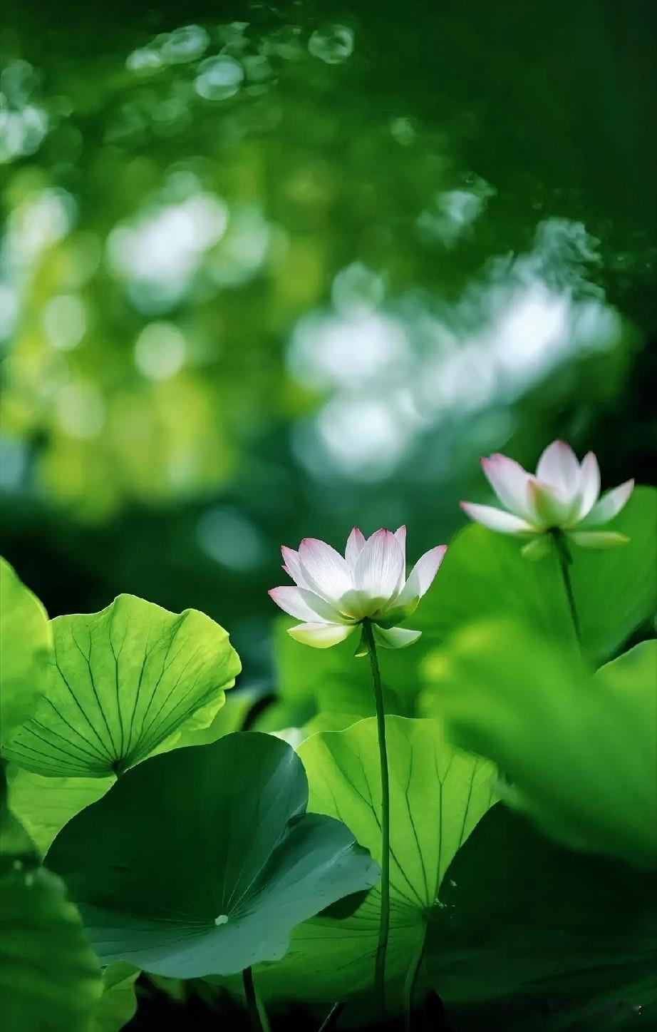 《忆秦娥》荷风冽。浮尘扰念都销歇。都销歇，碧盘承露，素芳幽绝。