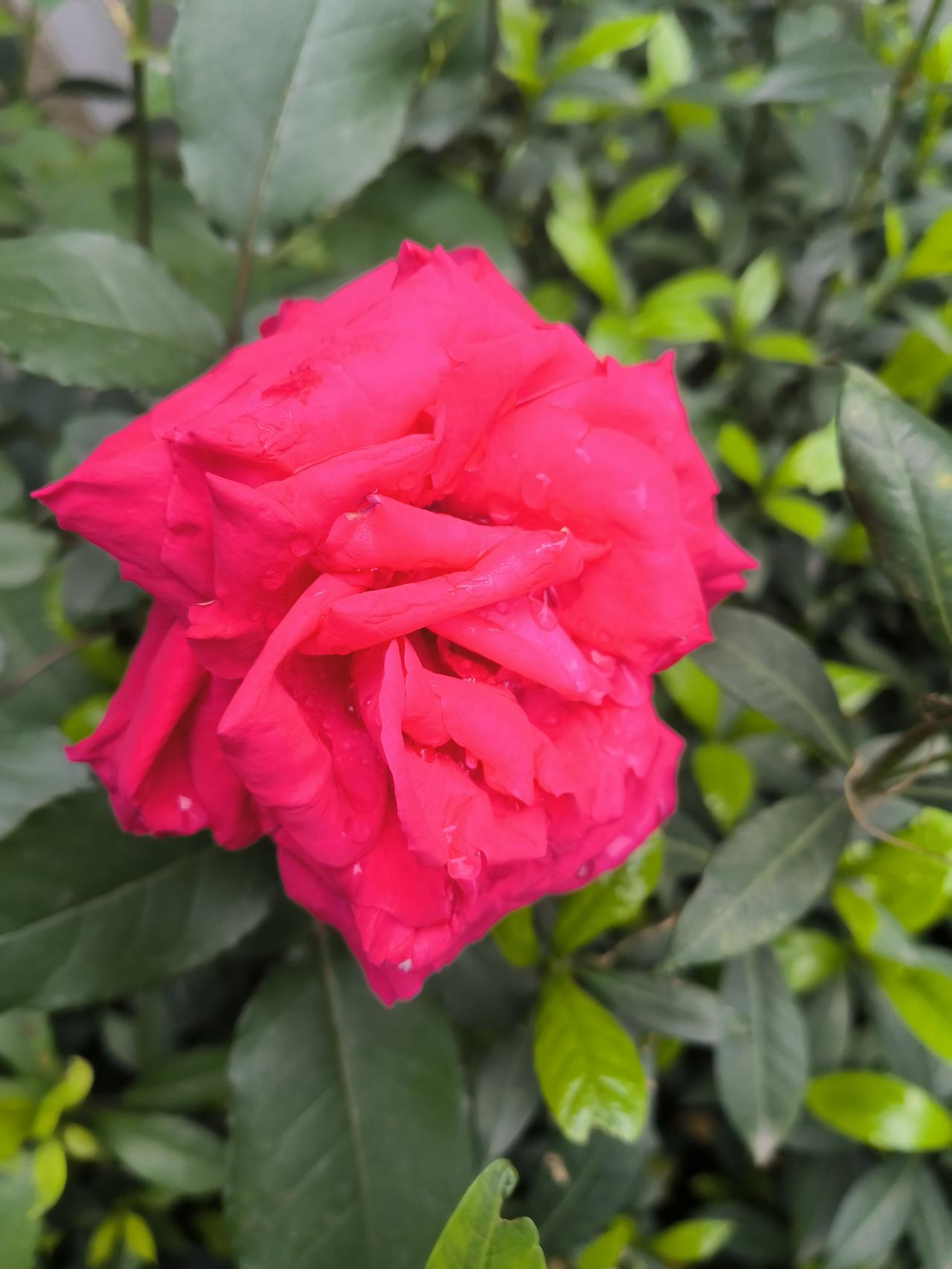 我舅妈真是太矫情了去年表妹刚生了二胎让舅妈去给照顾几天女婿早早就给她买了到