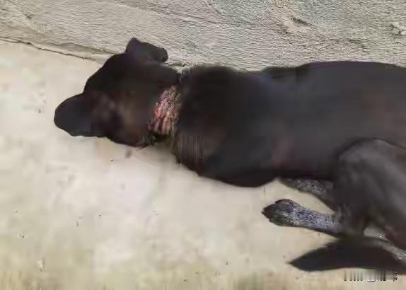 太可怜了，这天一位小哥哥去一个村子里办事，结果走到一处废旧房子附近的时候，看到墙