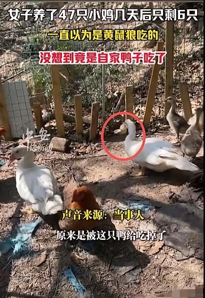 福建厦门，女子养了47只小鸡，几天后只剩6只，尸体都没有找到。她一直以为是黄鼠狼