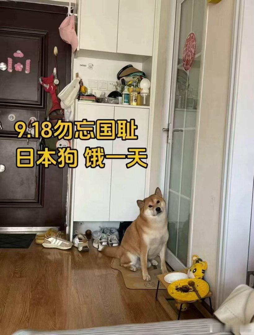 柴犬！🦮​​​