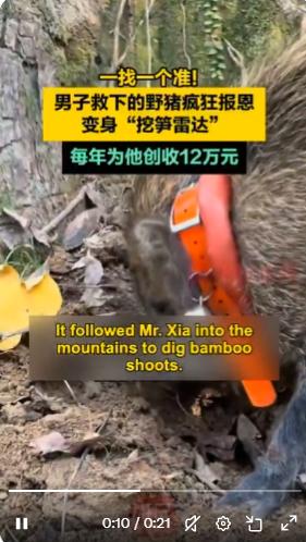 浙江温州一名男子救助了一只野猪小猪，因为它从悬崖上掉下。六个月后，这头名叫埃迪的