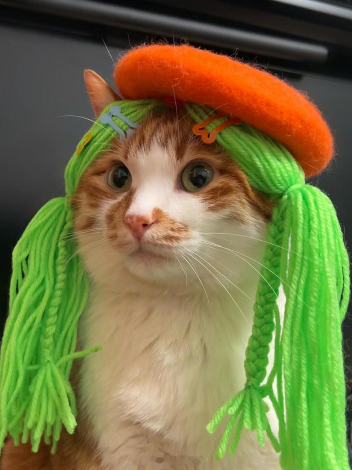 艺术系猫大具像化了​​​