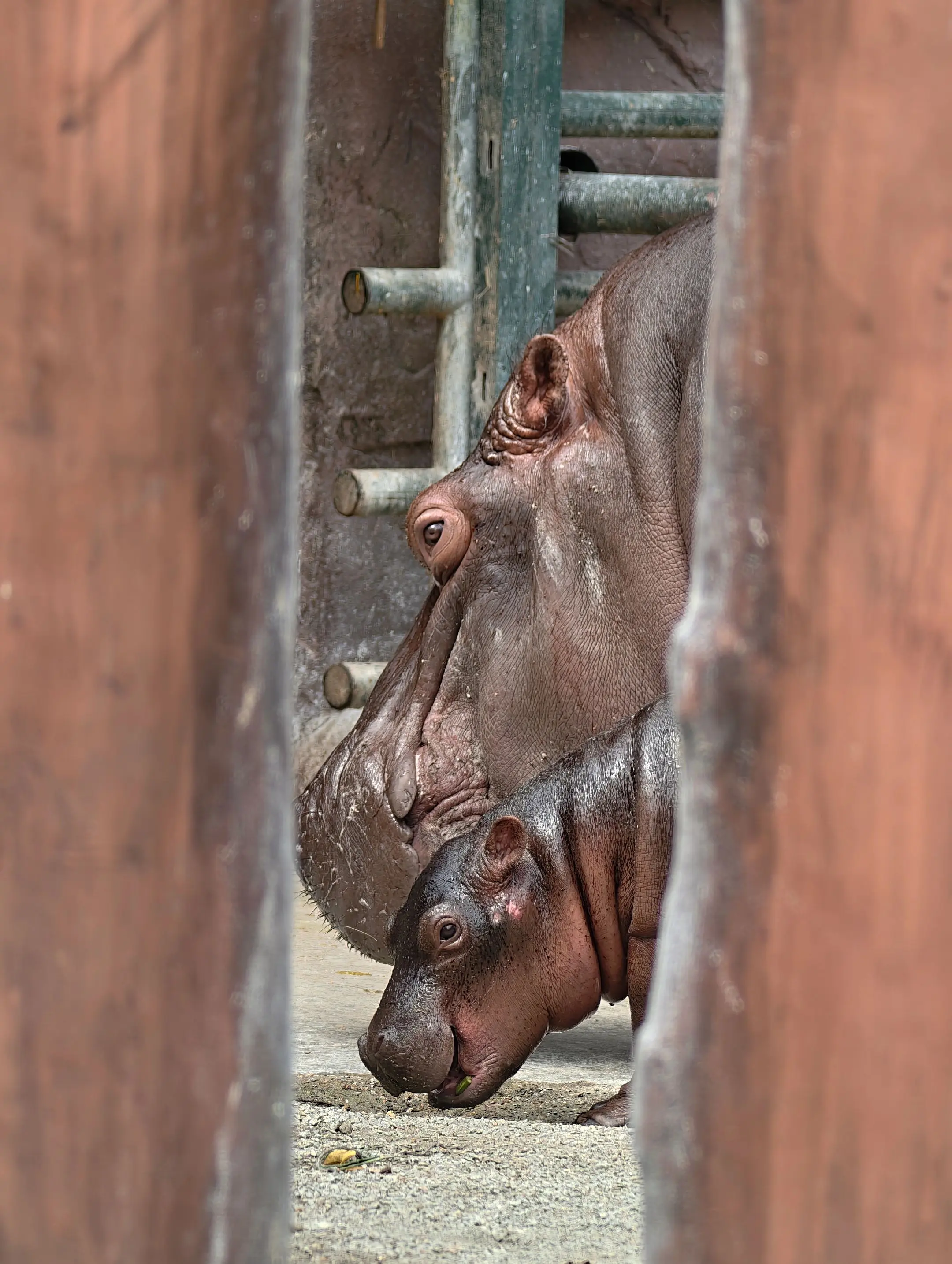 广动的烤乳猪烤焦了。