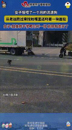 河南这位小姐姐可太值了！喂了流浪狗一个月，今天居然收到狗狗“回礼