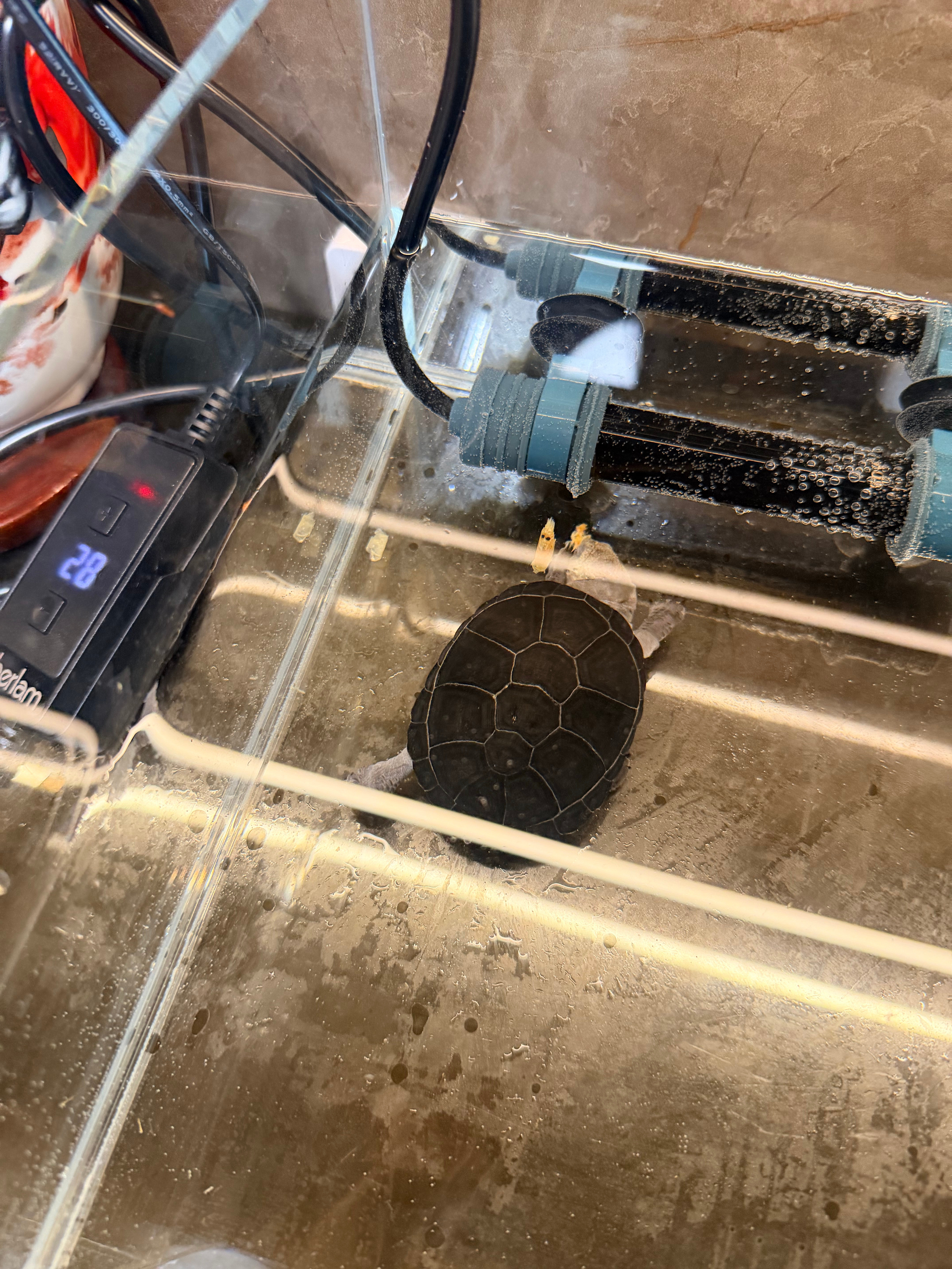 新宠🐢超可爱！