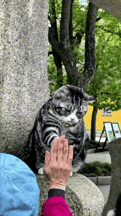 这大概是全网最忙的“打工猫”了！面对排着长队的粉丝，小猫咪被迫营业，小爪子挥到