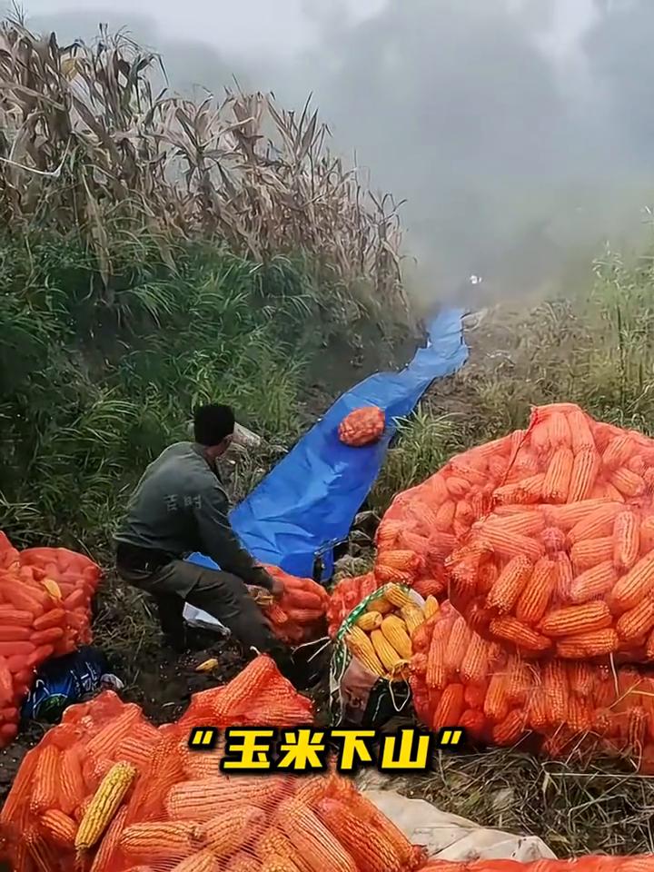 劳动人民智慧。·借力下山：取蛋神器，巧力运砖，平衡车挑水，移动式羊圈，电动车拉