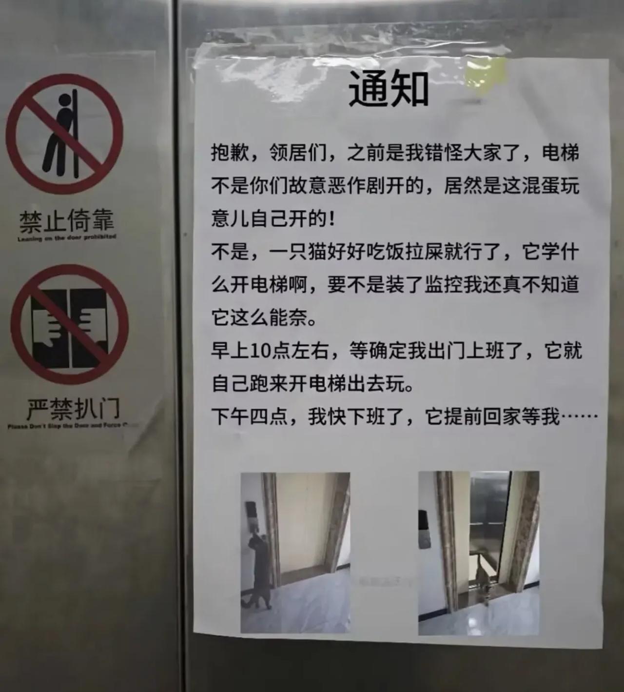 这年头猫都会自己按电梯了嘛