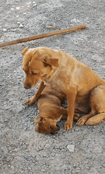 唯一幸存的小狗被小主人摔死了，狗妈妈抱着小狗泣不成声。这家的小孩特别顽皮，一窝小