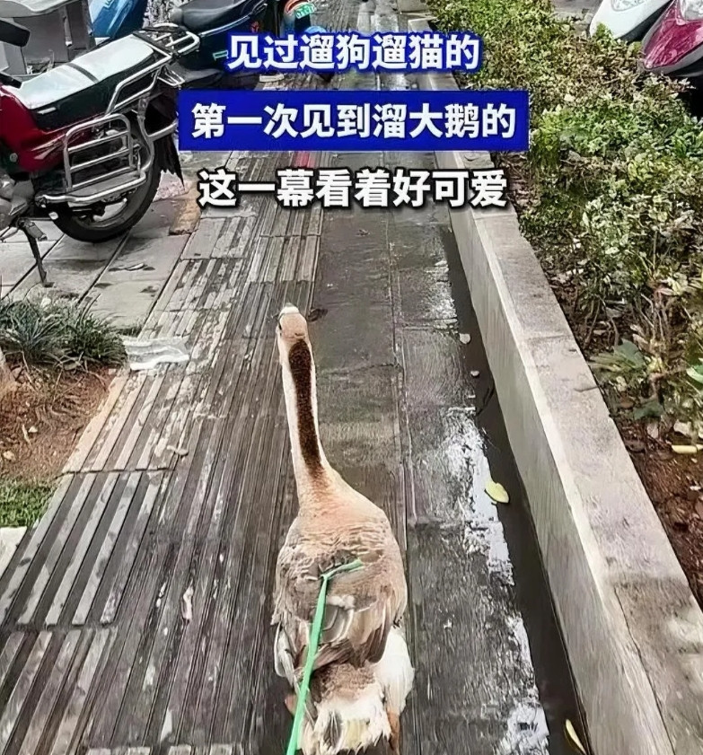 自从海南有蛇咬死人后，街上溜大鹅的愈发多了。只因有大鹅在，再毒的蛇都会吓得赶紧溜