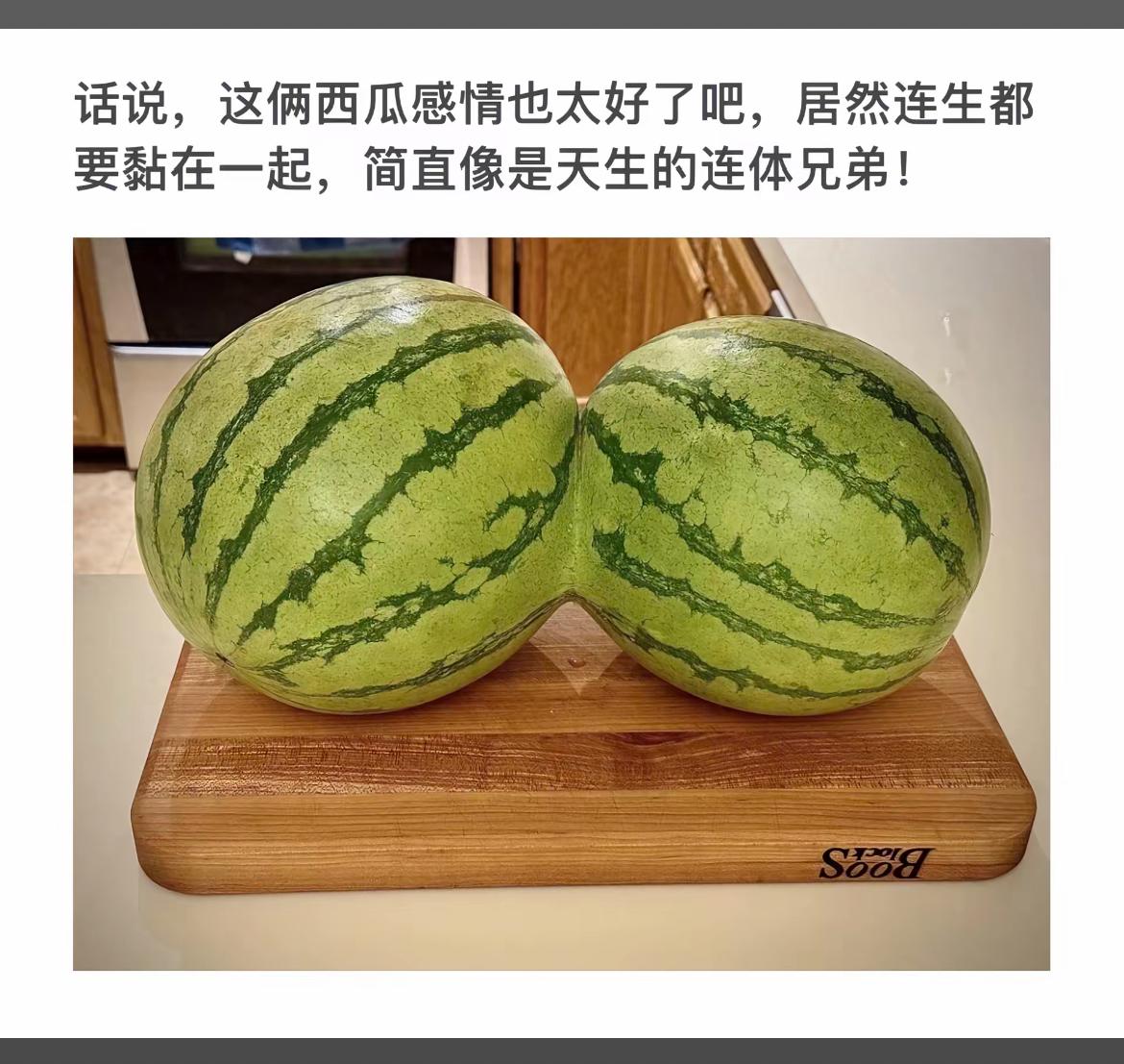 “天生一对，连体西瓜情意浓！”🍉🍉