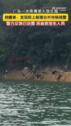 广东一水库旁，多人放生上千只猫，导致大量猫咪跳入水库溺亡或逃入山林。放生者，