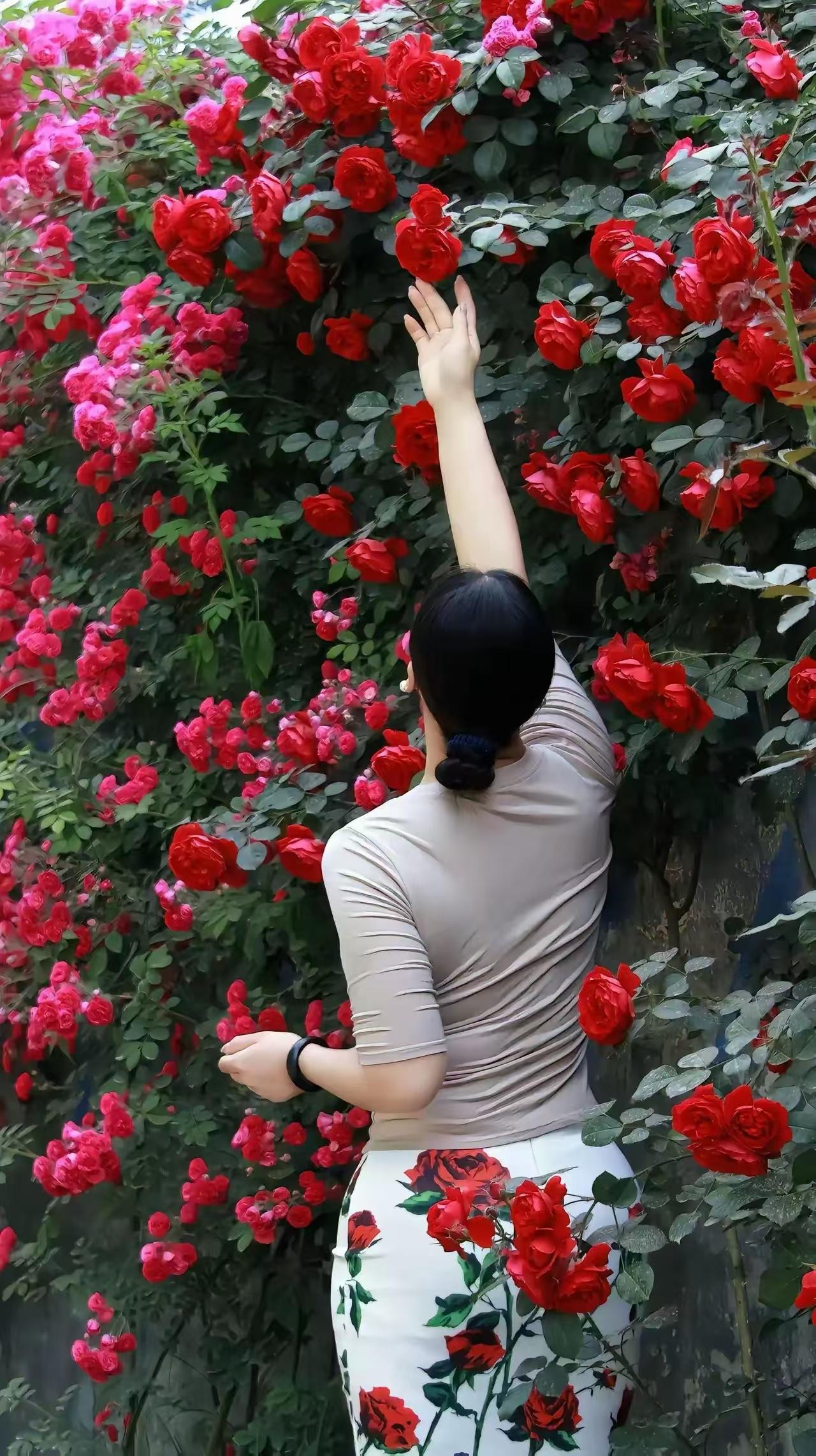 天净沙·花墙美人繁花满院春光，佳人轻倚芬芳。倩影柔姿淡雅，人花相映，一