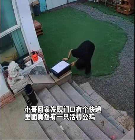 猫咪用主人手机给自己点了只鸡。男主人进入家门时，发现院子里的快递，里面