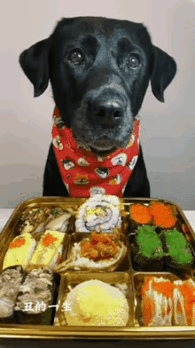 狗吃大餐，主人用筷子夹着喂大黑犬。一筷子、一筷子夹着喂。就这一幕，足以摘取爱狗人