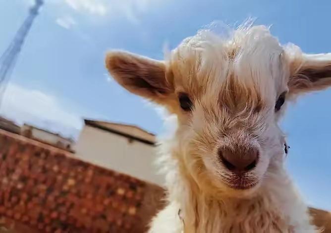 宁夏装死小羊身价飙升至30万元专家给出了解释：这并非什么聪明演技，而是一种遗传缺