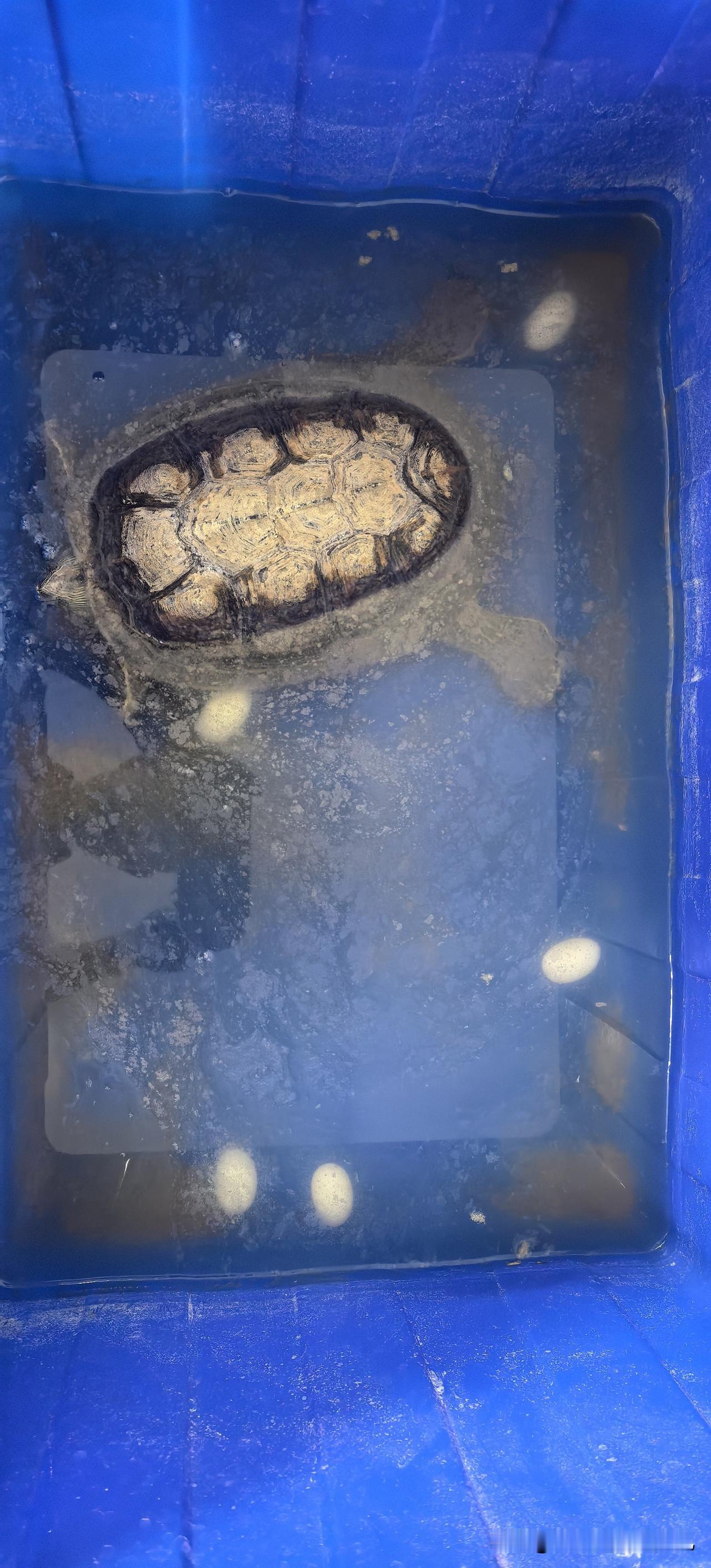 老公让我吃乌龟蛋！可是这……我没吃过乌龟蛋，我不想吃啊[捂脸哭][捂脸哭][捂脸哭]