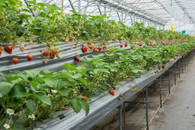 “牛奶草莓”360元一斤! 是智商税还是真香? 专家有说法