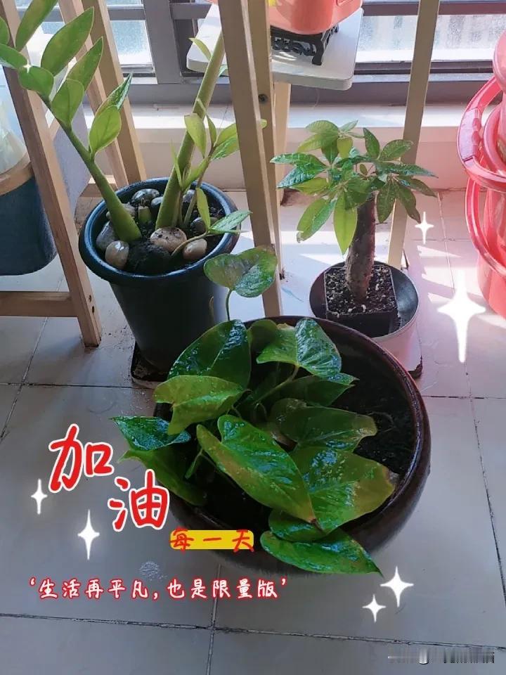 记录我的2026养花打开第三天