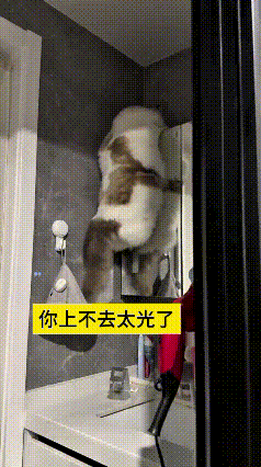 我刷到这个小猫咪爬柜子的视频，实在太有意思了。洗手台上边的箱体台面特别光滑，小猫