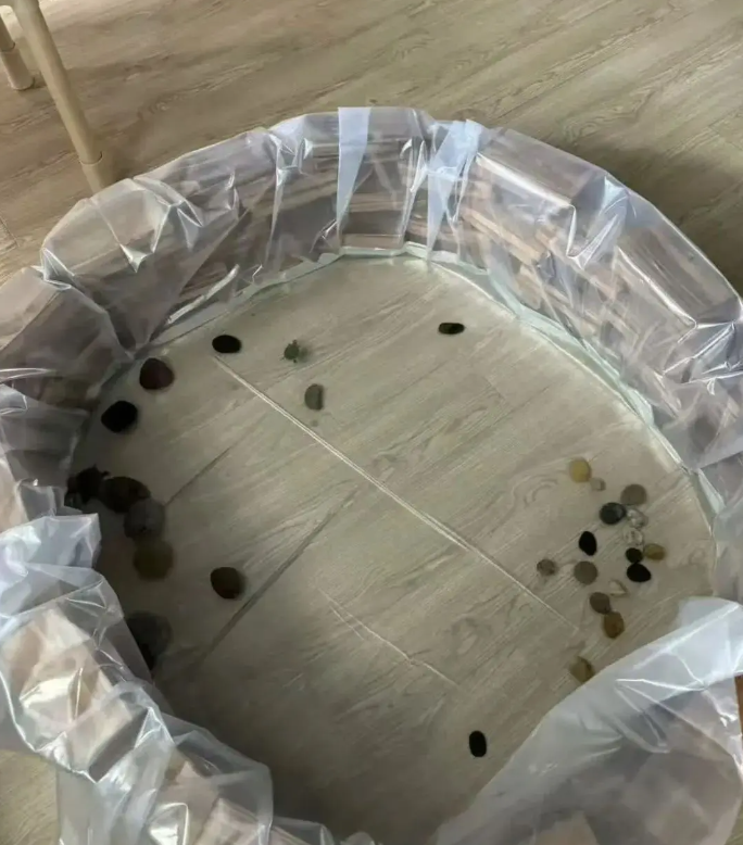 乌龟在500平的家里醒来